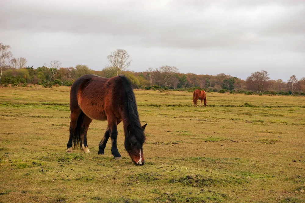 Wieviel Kann Ein New Forest Pony Tragen New Forest Pony — DiscoverTheHorse