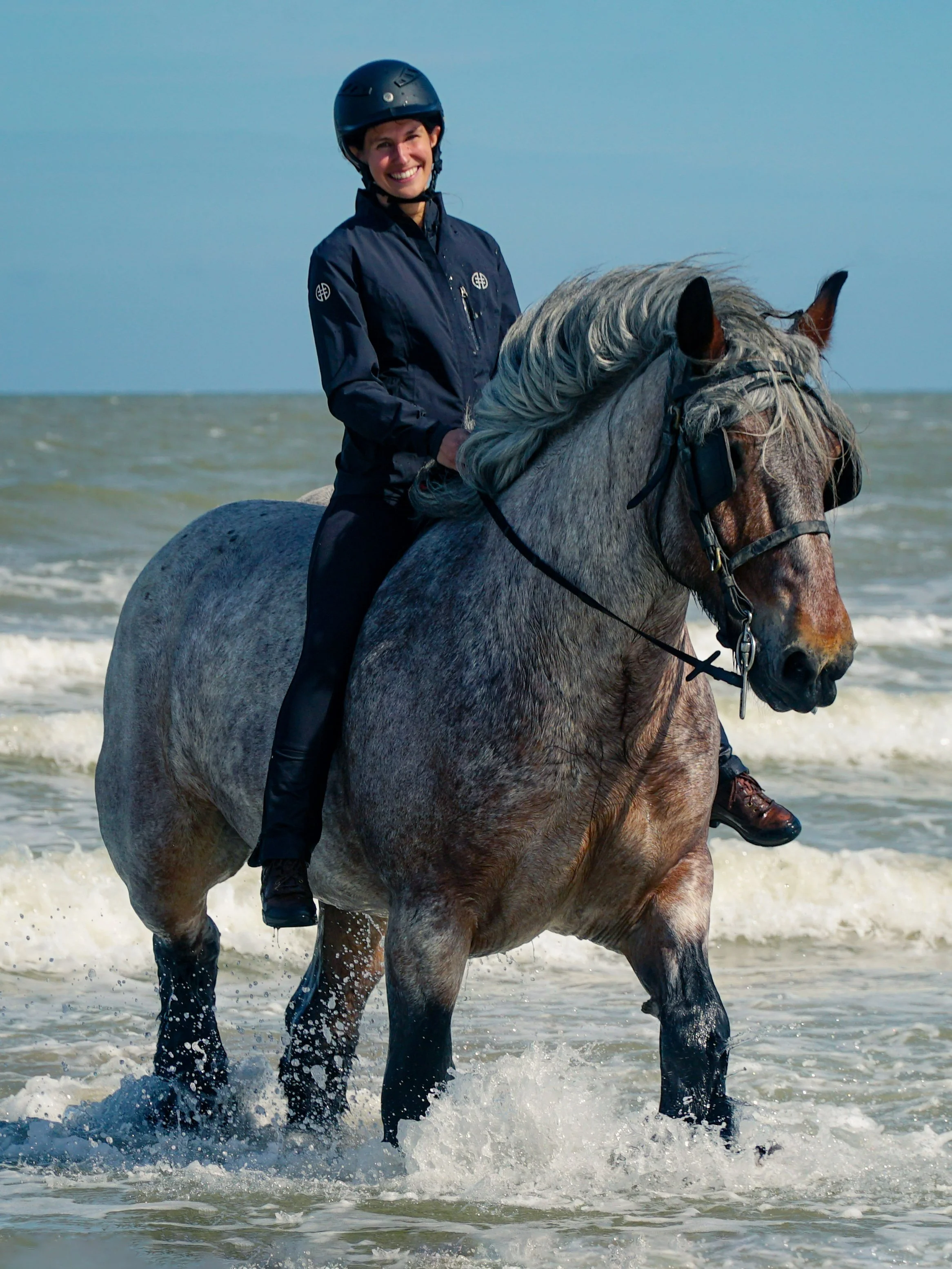 Riding the Belgian Draft Horse — DiscoverTheHorse