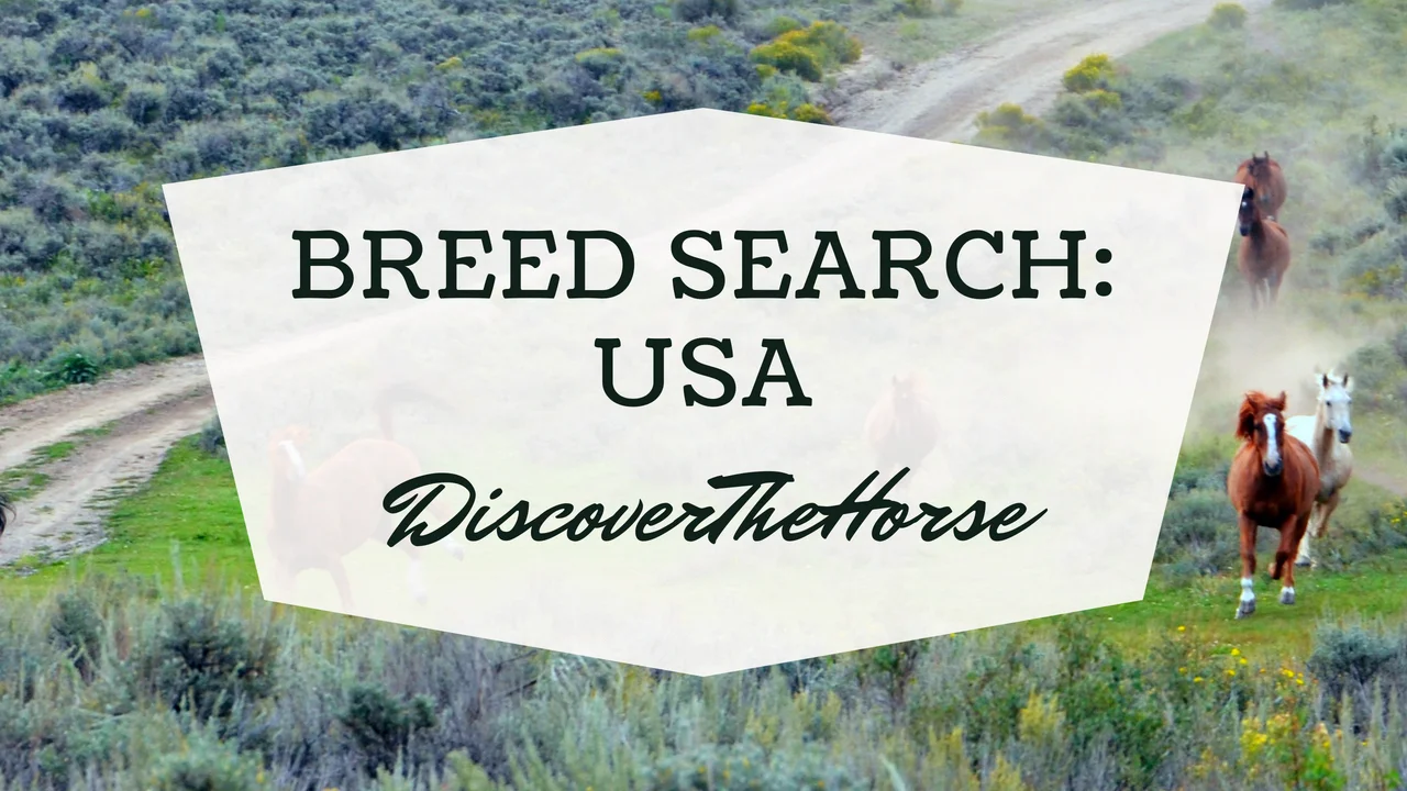 usabreedsearch_youtube.jpg
