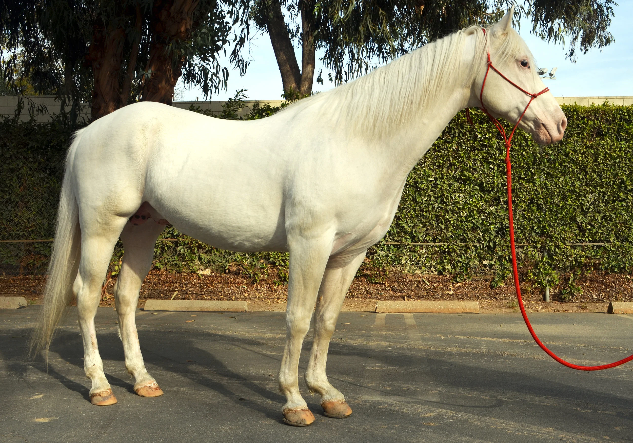 Camarillo White Horse — DiscoverTheHorse