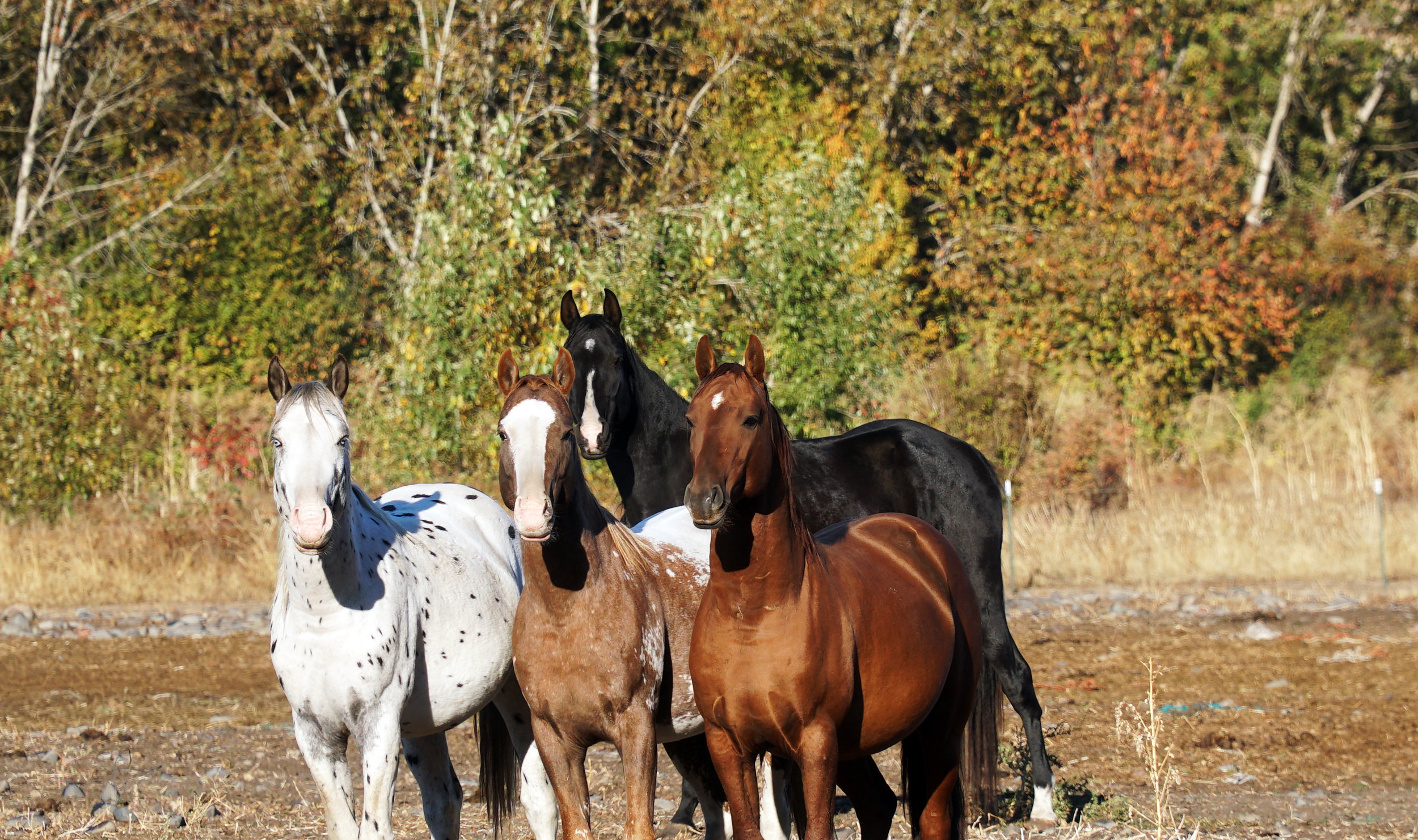 Nez Perce Horse — DiscoverTheHorse