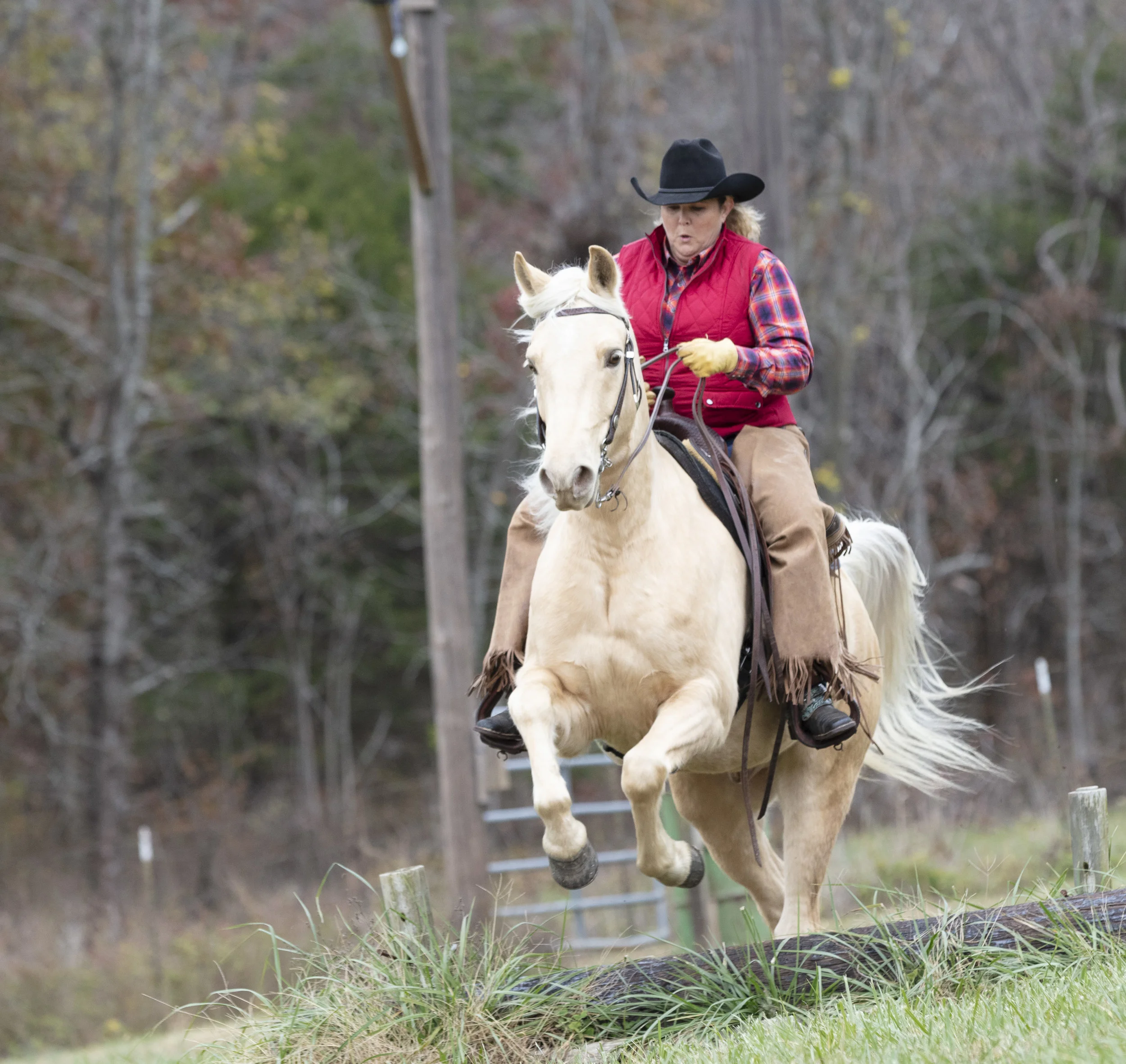 Missouri Fox Trotter — DiscoverTheHorse