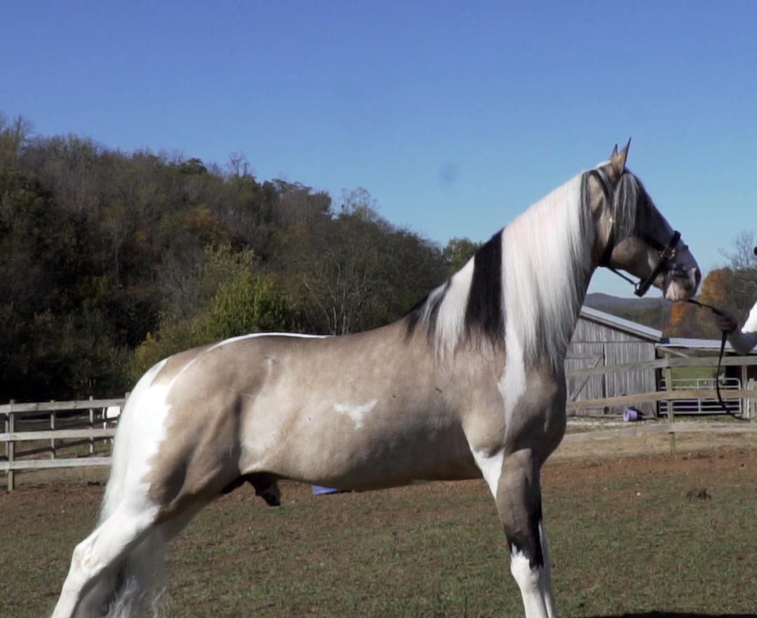 Spotted Saddle Horse — DiscoverTheHorse