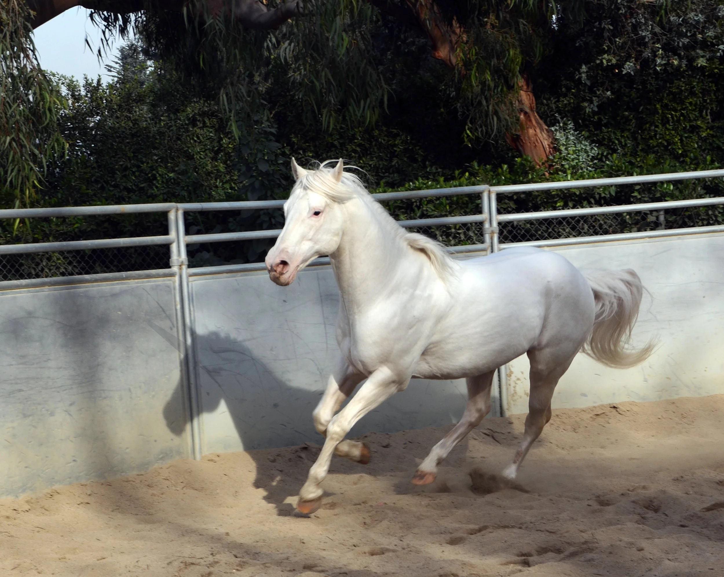 DSC_0397_unicorn.jpg