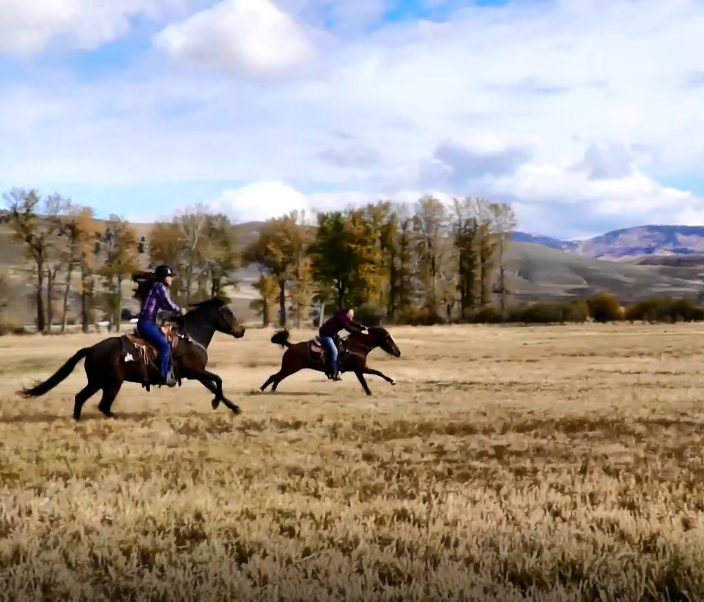 Blazer — DiscoverTheHorse