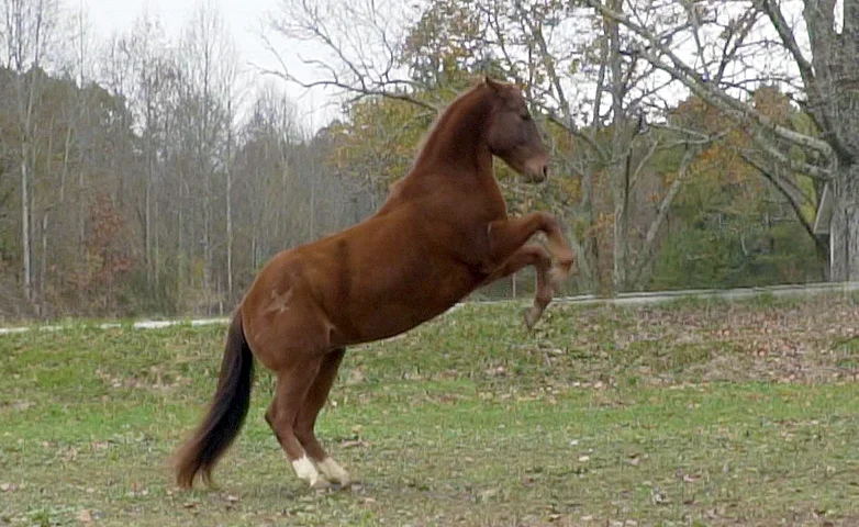 QuarterPony_1.jpg