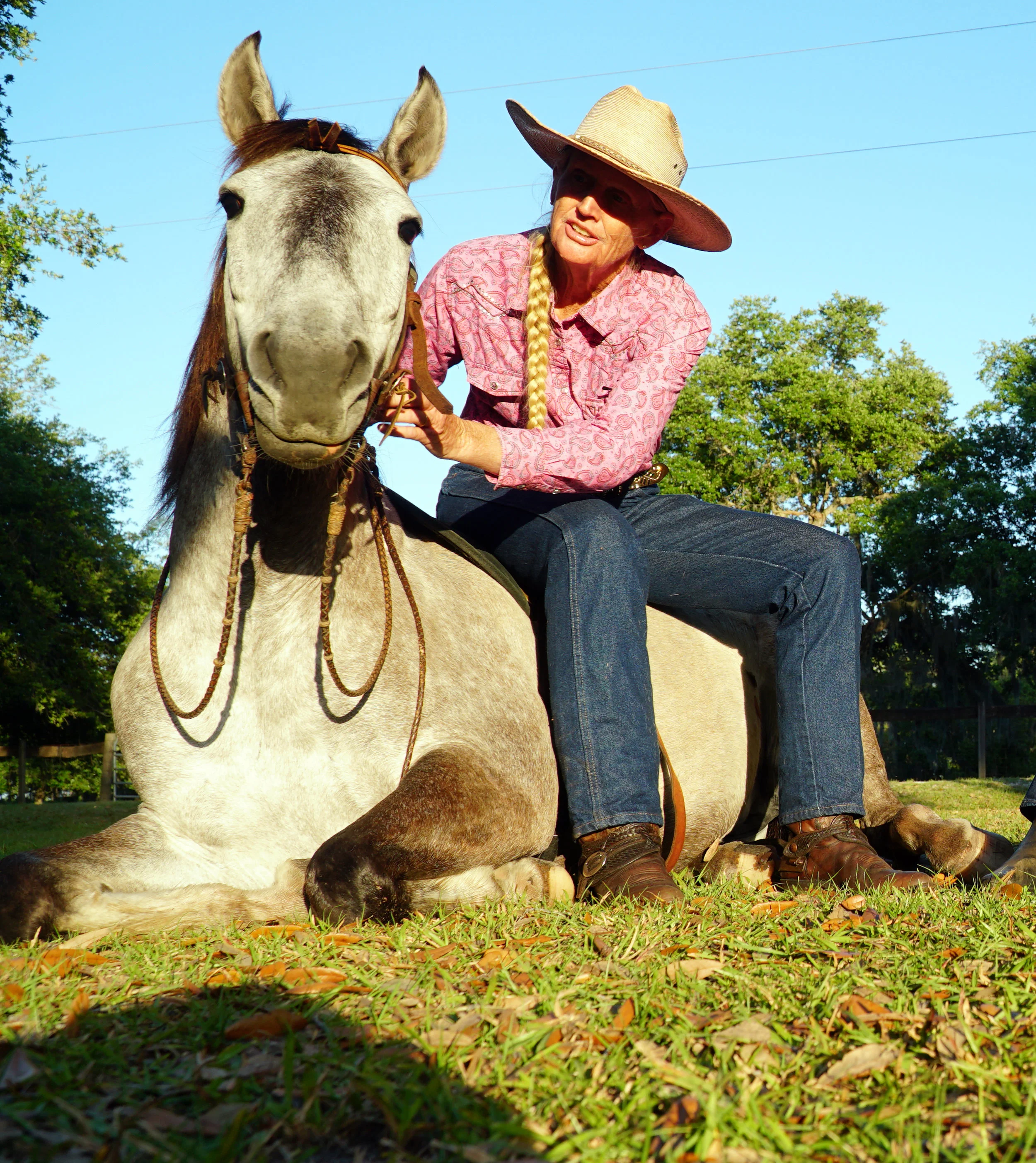 Florida Cracker Horse — DiscoverTheHorse