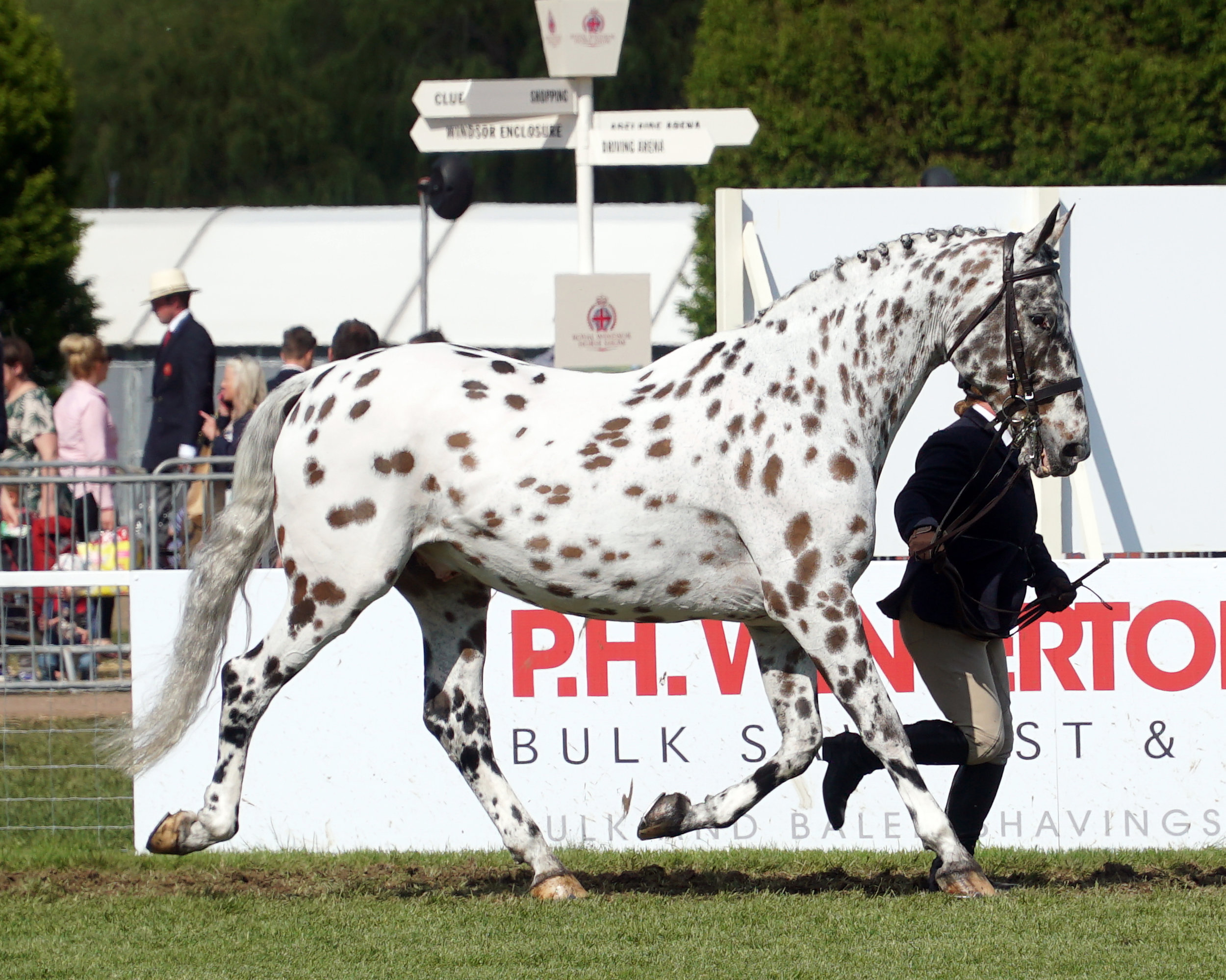 The Appaloosa horse - Royal Horse