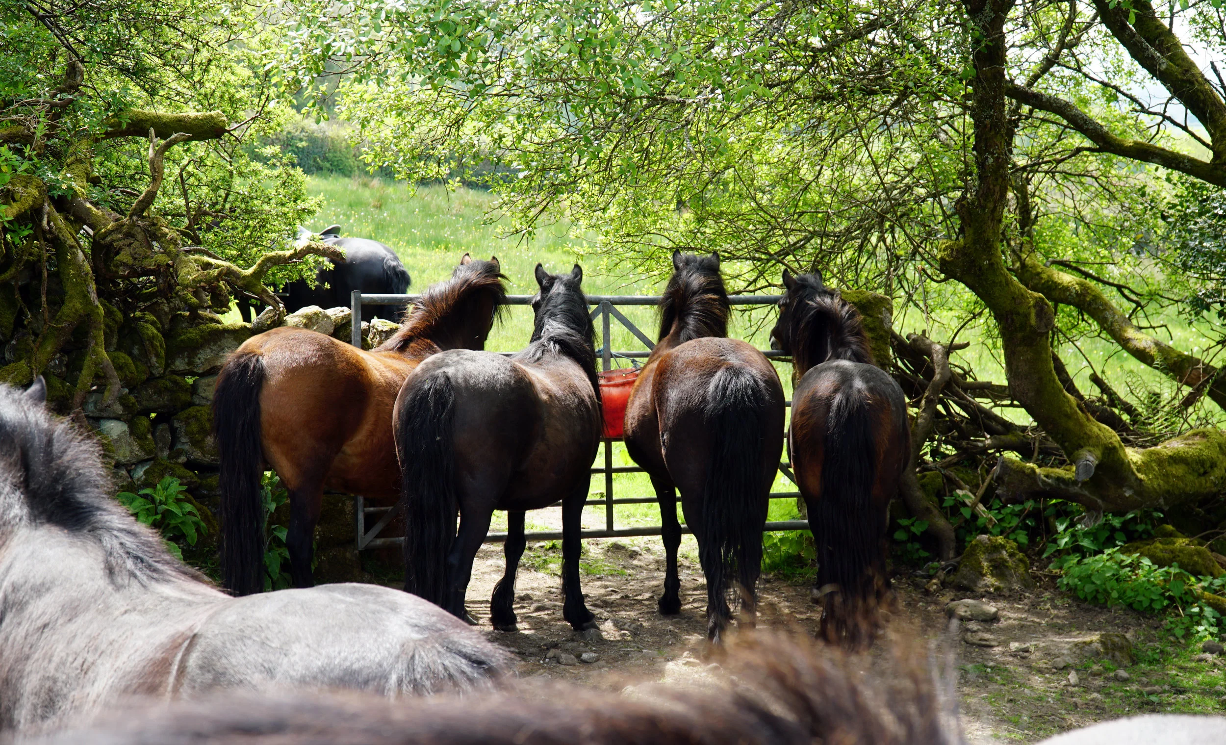 Dartmoor Pony — DiscoverTheHorse