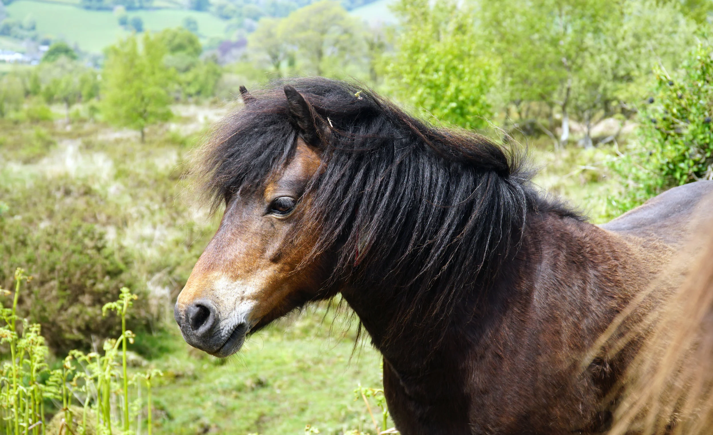 Dartmoor Pony — DiscoverTheHorse