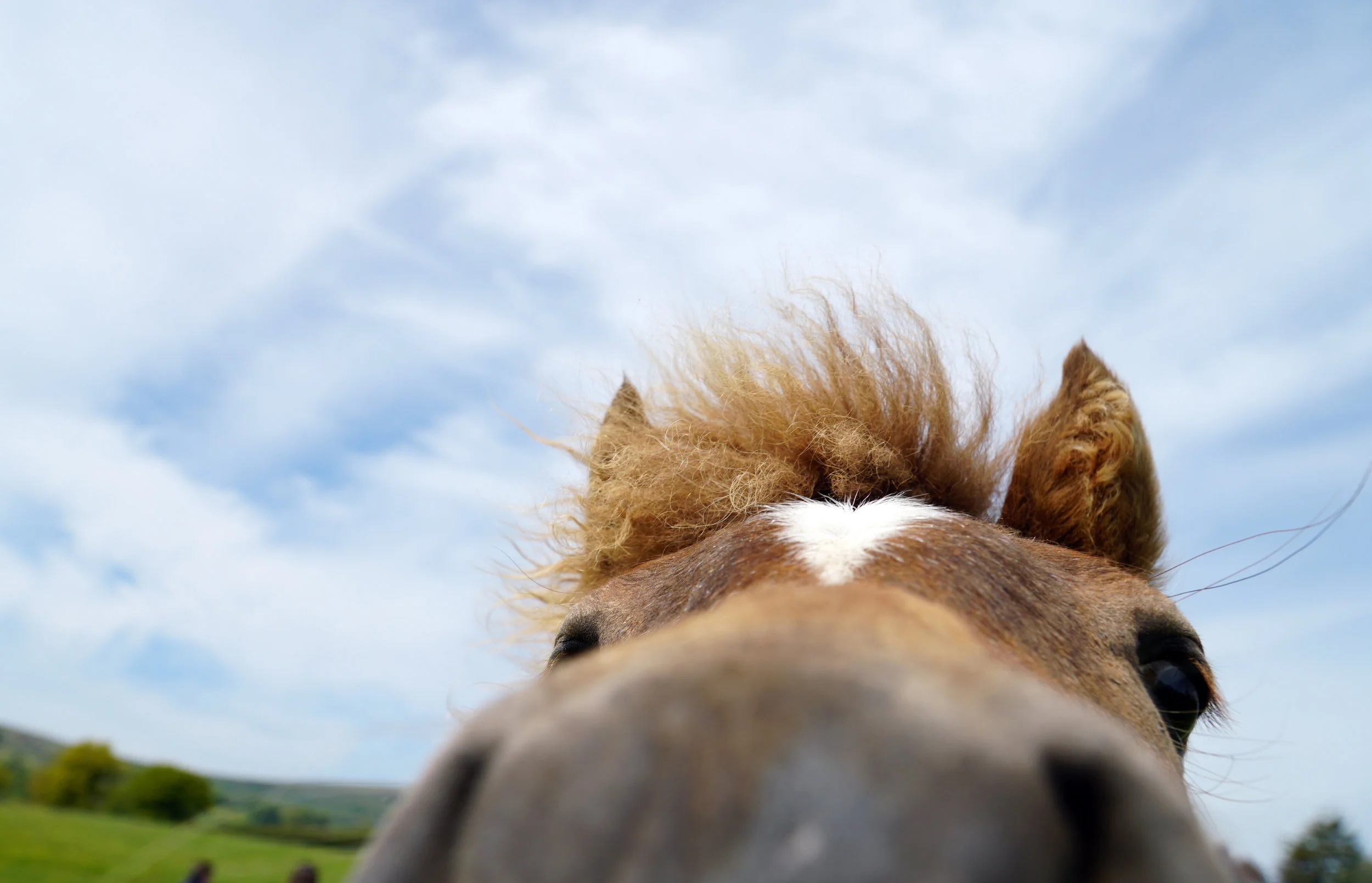 Dartmoor Pony — DiscoverTheHorse