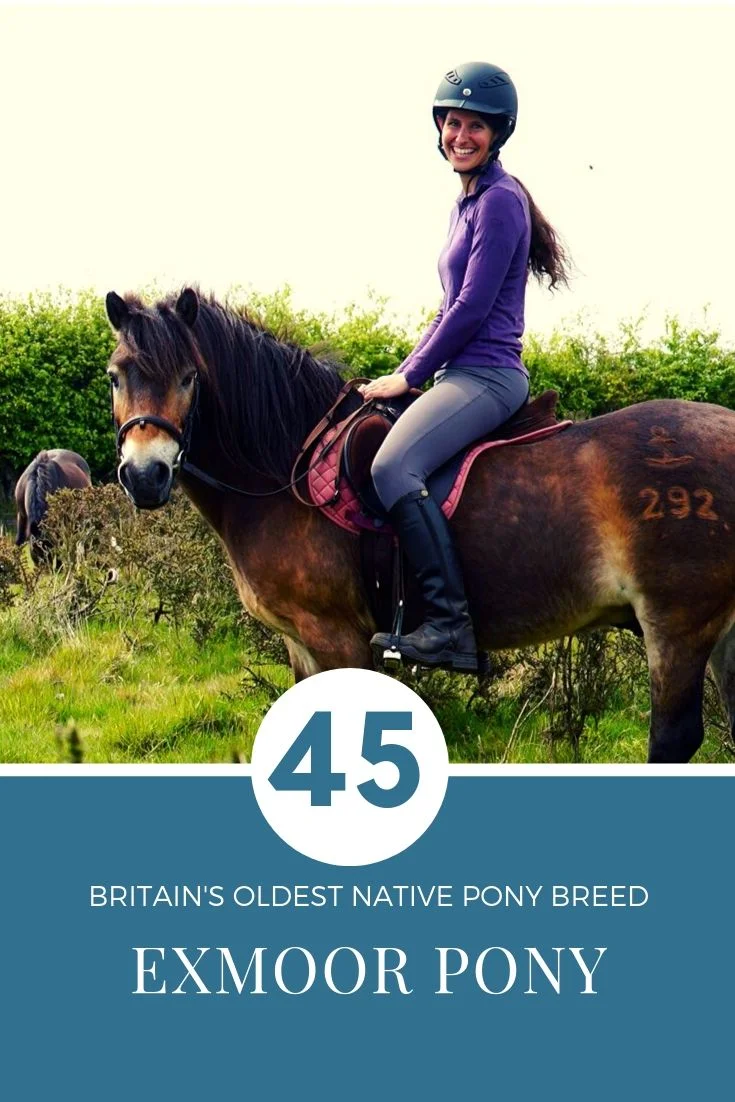 Riding a Dartmoor Pony in Dartmoor National Park! — DiscoverTheHorse