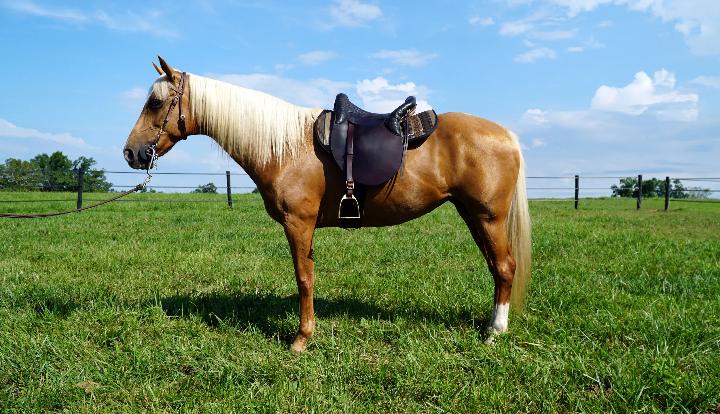 Old Kentucky Saddler (Mountain Pleasure Horse) — DiscoverTheHorse