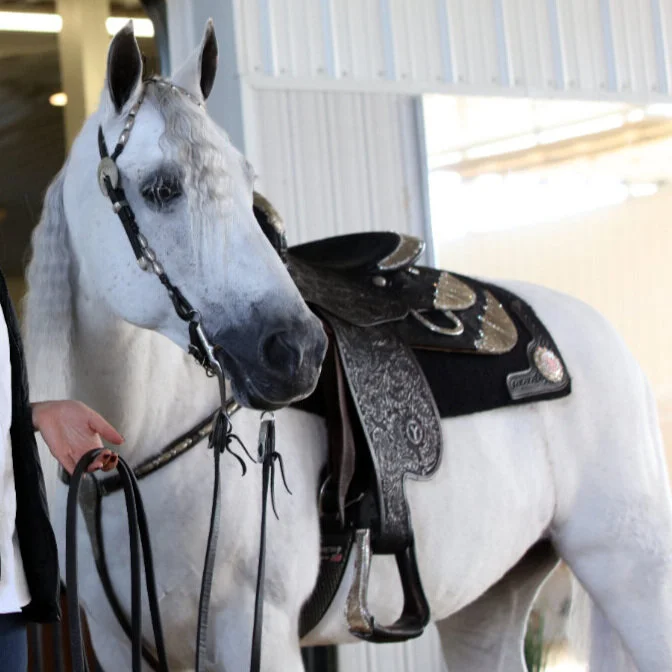 Tennessee Walker — DiscoverTheHorse