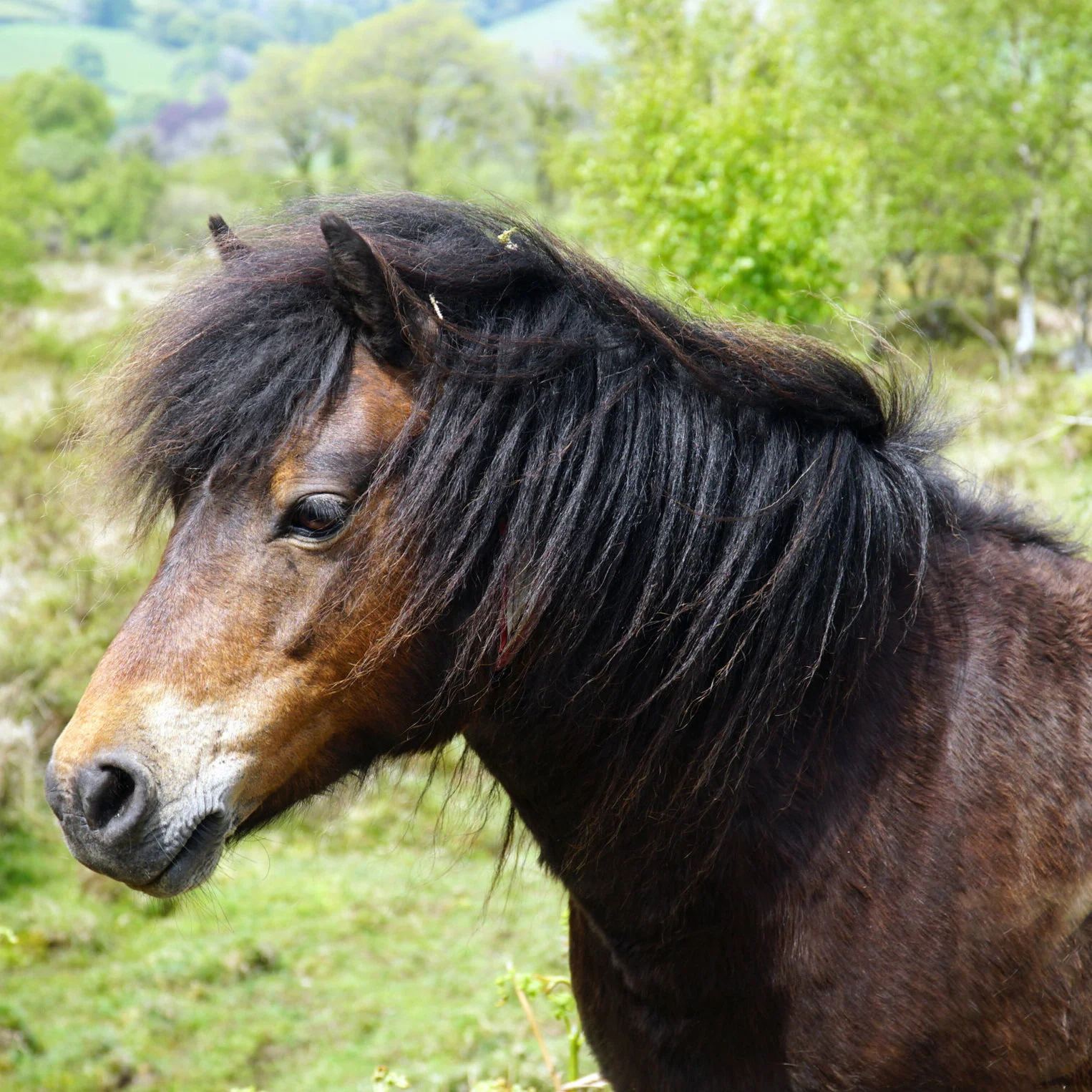 Dartmoor Pony — DiscoverTheHorse