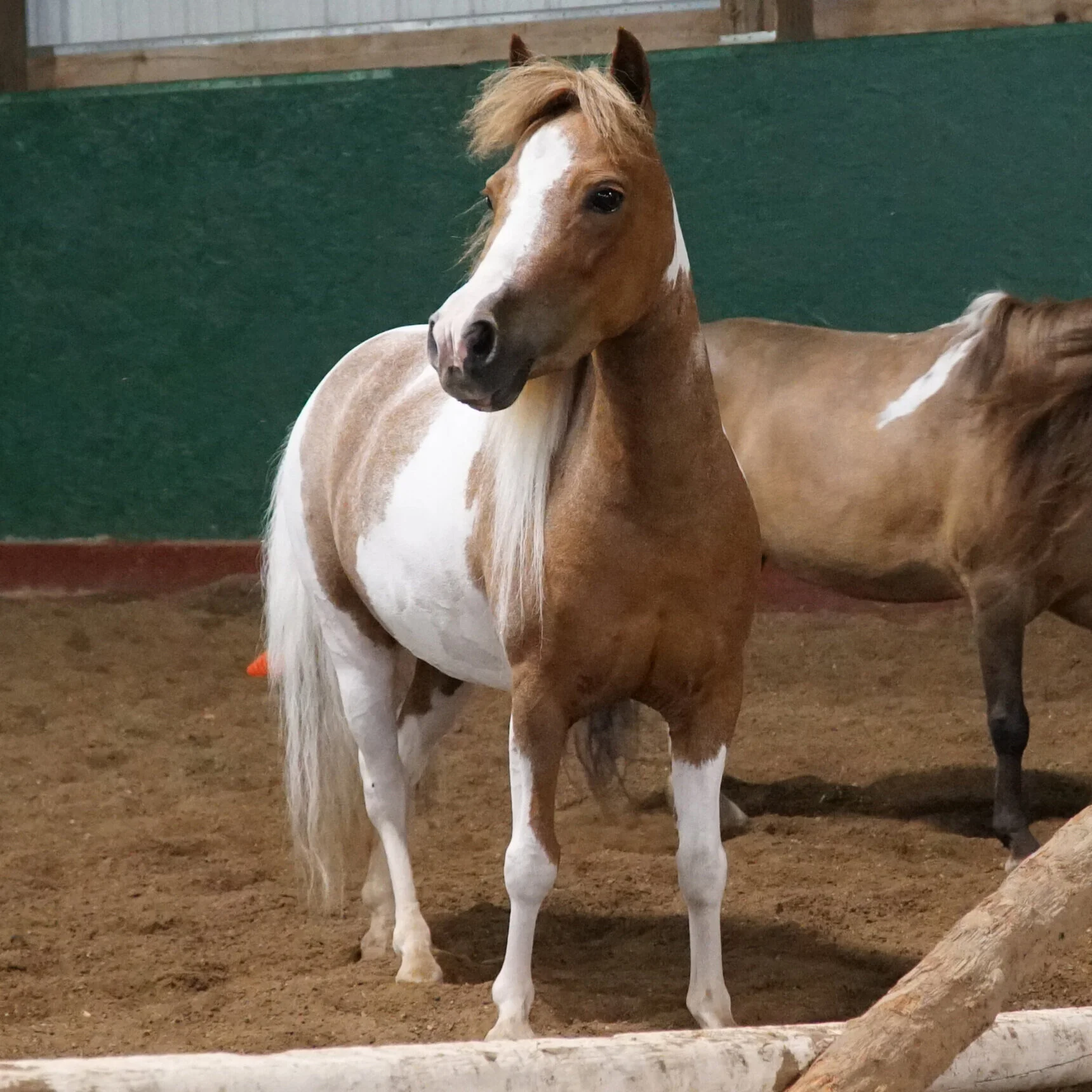 Miniature Horse — DiscoverTheHorse