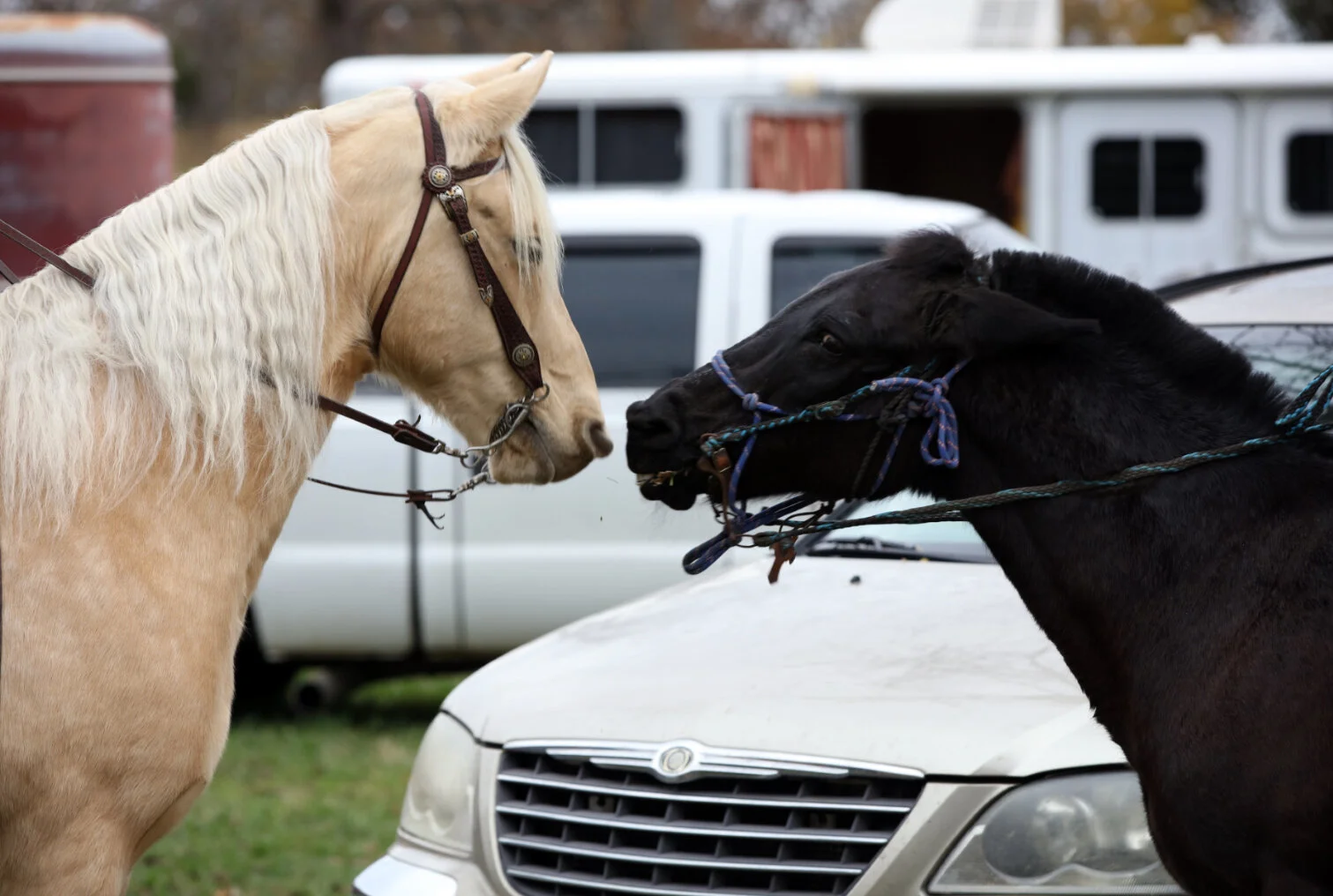 10 Fascinating Facts About the Missouri Fox Trotter — DiscoverTheHorse