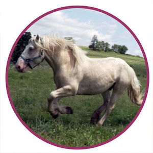 American Cream Draft Horse Breed Picture.jpg