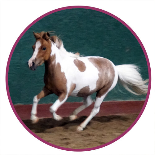 Miniature Horse Breed Picture.jpg