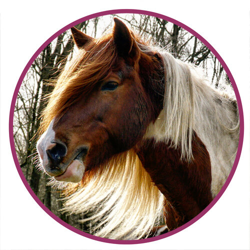 All Horse Breeds - Complete List of Horse Profiles - DiscoverTheHorse —  DiscoverTheHorse