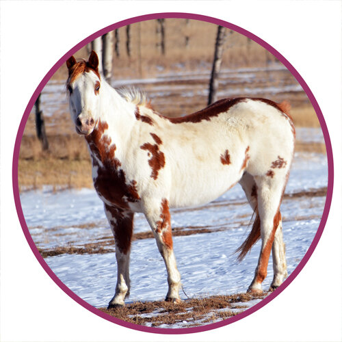 American Paint Horse Breed Picture.jpg