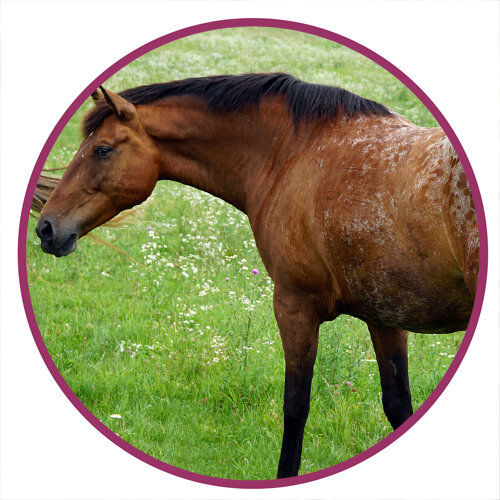 American Sugarbush Harlequin Draft Horse Breed Picture.jpg