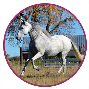 Andalusian Horse Breed Picture.jpg