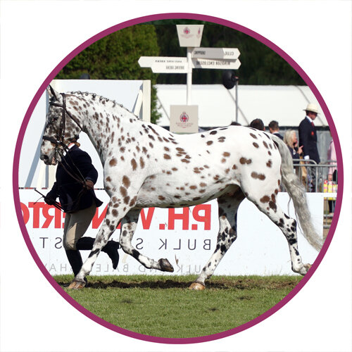 British Appaloosa Horse Breed Picture.jpg