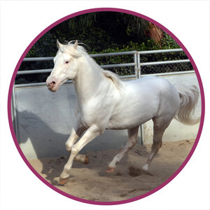 Camarillo White Horse Breed Picture.jpg