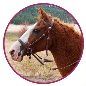 Curly Horse Breed Picture.jpg