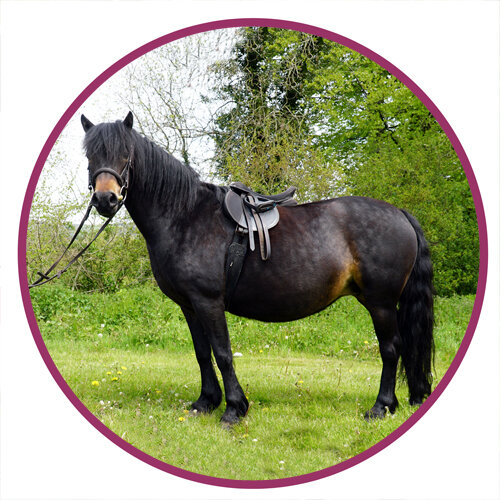 Dartmoor Pony Breed Picture.jpg