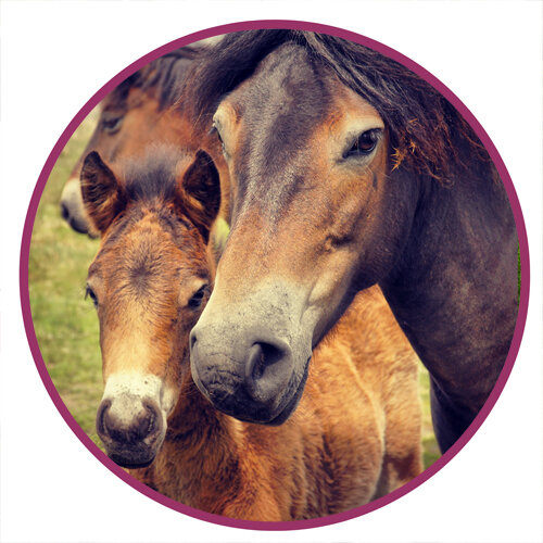 Exmoor Pony  Horse Breed Picture.jpg