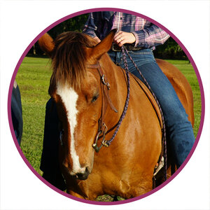 Florida Cracker Horse Breed Picture.jpg