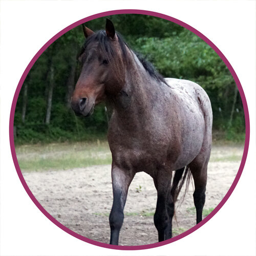 Galiceno Horse Breed Picture.jpg