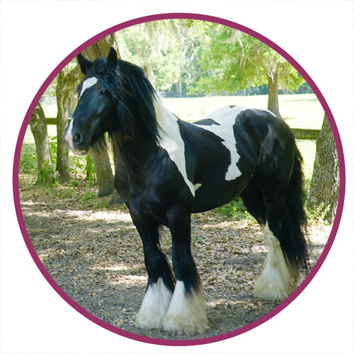 Gypsy Vanner Horse Breed Picture.jpg