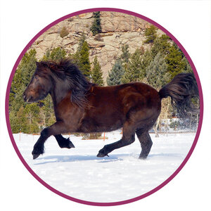 Icelandic Horse Breed Picture Small.jpg