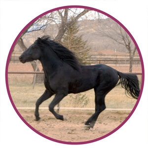 Kentucky Mountain Horse Breed Picture.jpg