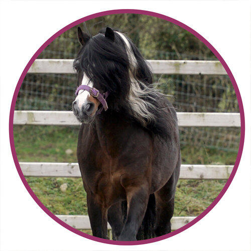 Kerry Bog Pony Breed Picture.jpg