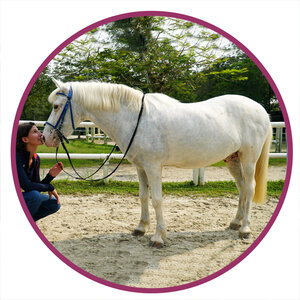 Kuda Padi Pony Breed Picture.jpg