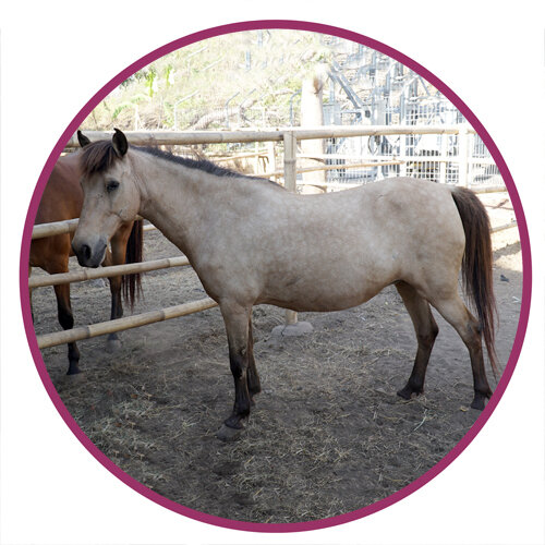 Lombok Horse Pony Breed Picture.jpg