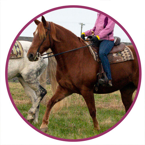 McCurdy Plantation Horse Breed Picture.jpg