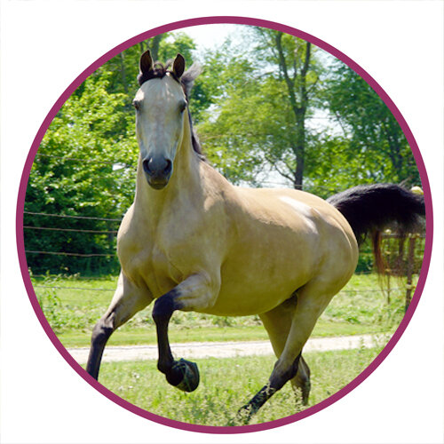 Morab Horse Breed Picture.jpg