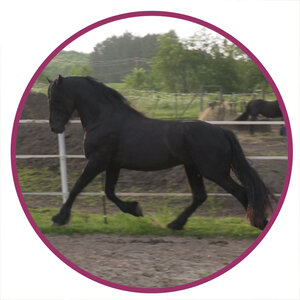 Moriesian Horse Breed Picture.jpg