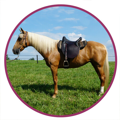 Mountain Pleasure Horse Breed Picture.jpg