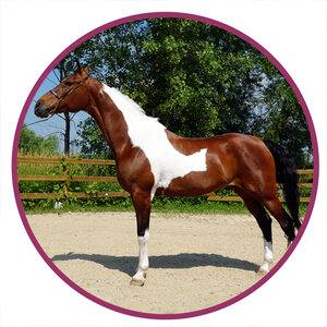 National Show Horse Breed Picture.jpg