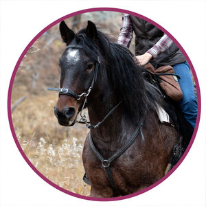 Nokota Horse Breed Picture.jpg