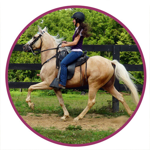 Racking Horse Breed Picture.jpg