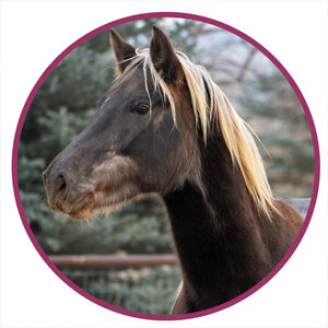 Rocky Mountain Horse Breed Picture.jpg