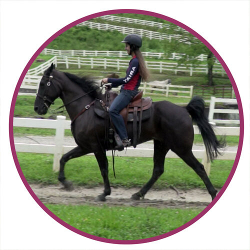 Smokey Valley Horse Breed Picture.jpg