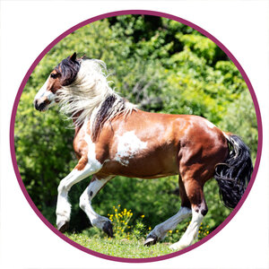 Spanish Mustang Horse Breed Picture.jpg